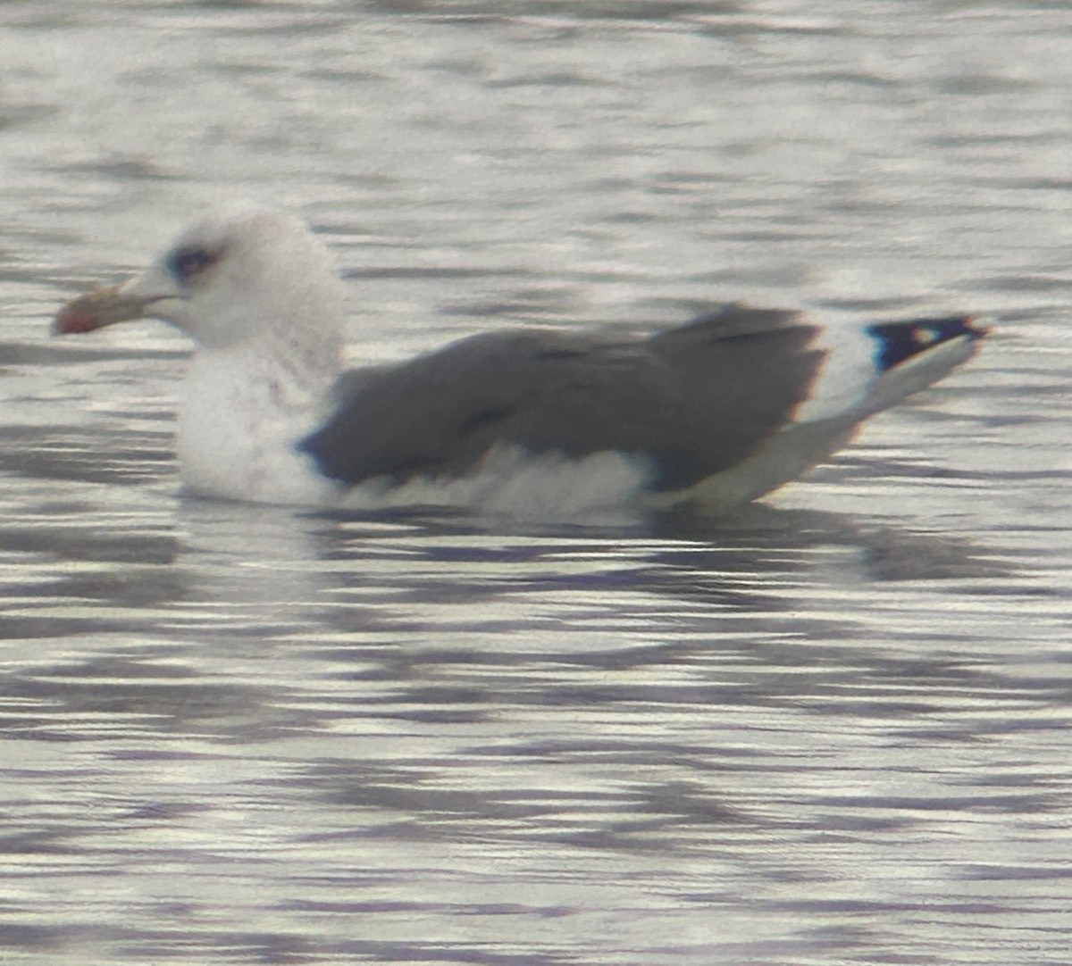 Lesser Black-backed Gull - ML646245057