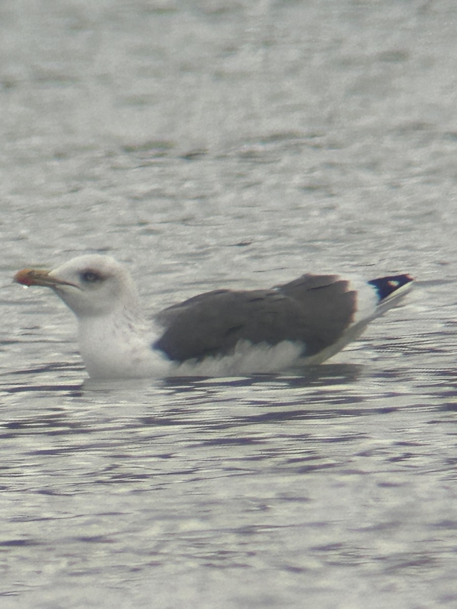 Lesser Black-backed Gull - ML646245058