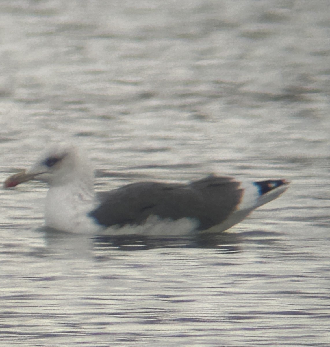 Lesser Black-backed Gull - ML646245059