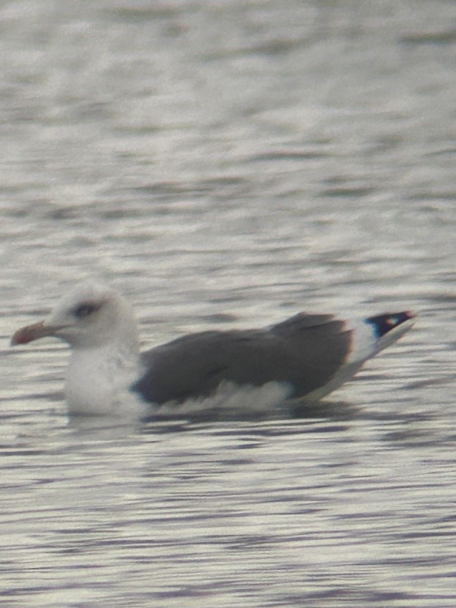 Lesser Black-backed Gull - ML646245060