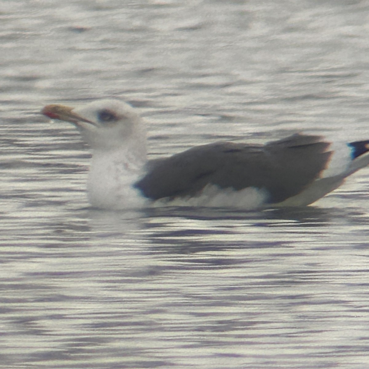 Lesser Black-backed Gull - ML646245061