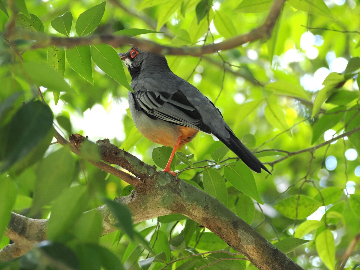 Western Red-legged Thrush - ML646245064