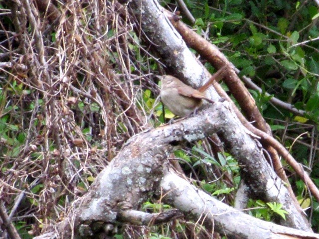 Little Thornbird - ML646245068