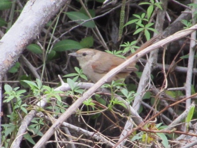 Little Thornbird - ML646245069