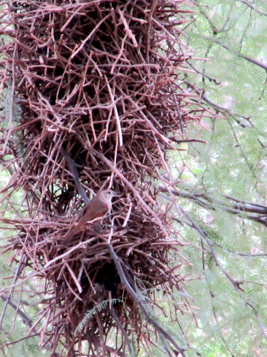 Little Thornbird - ML646245070