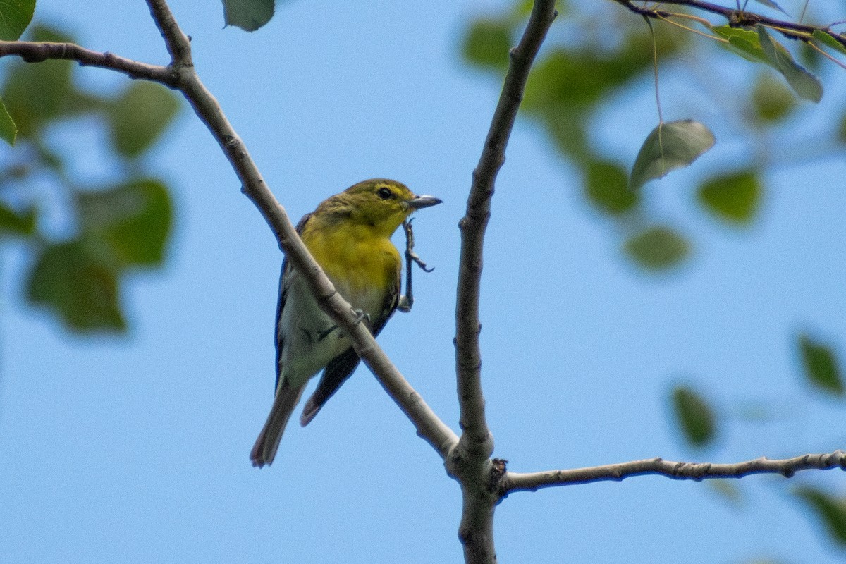 Yellow-throated Vireo - ML646245076