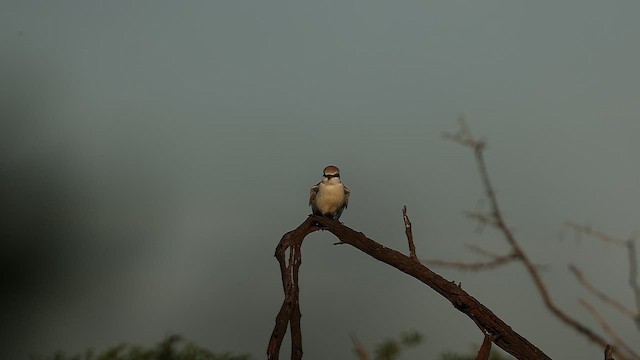 Alcaudón Colirrojo - ML646245077
