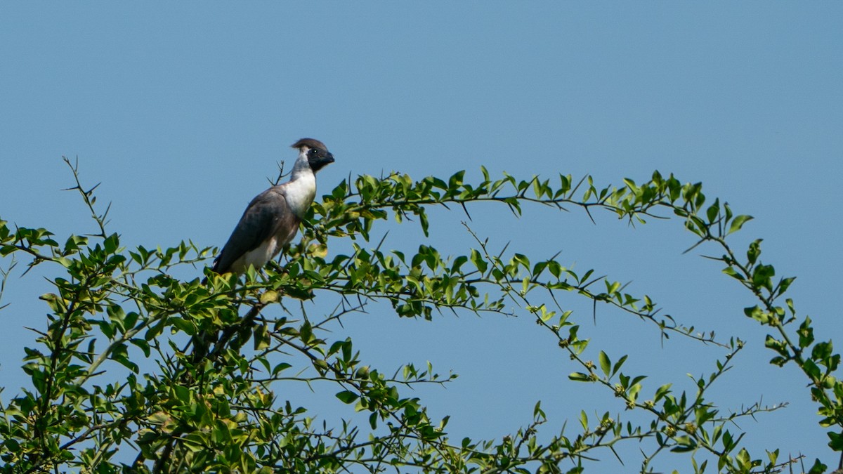 Bare-faced Go-away-bird - ML646245080