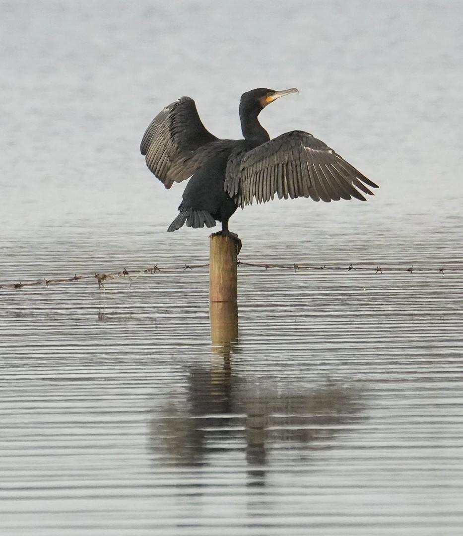 kormorán velký - ML646245084