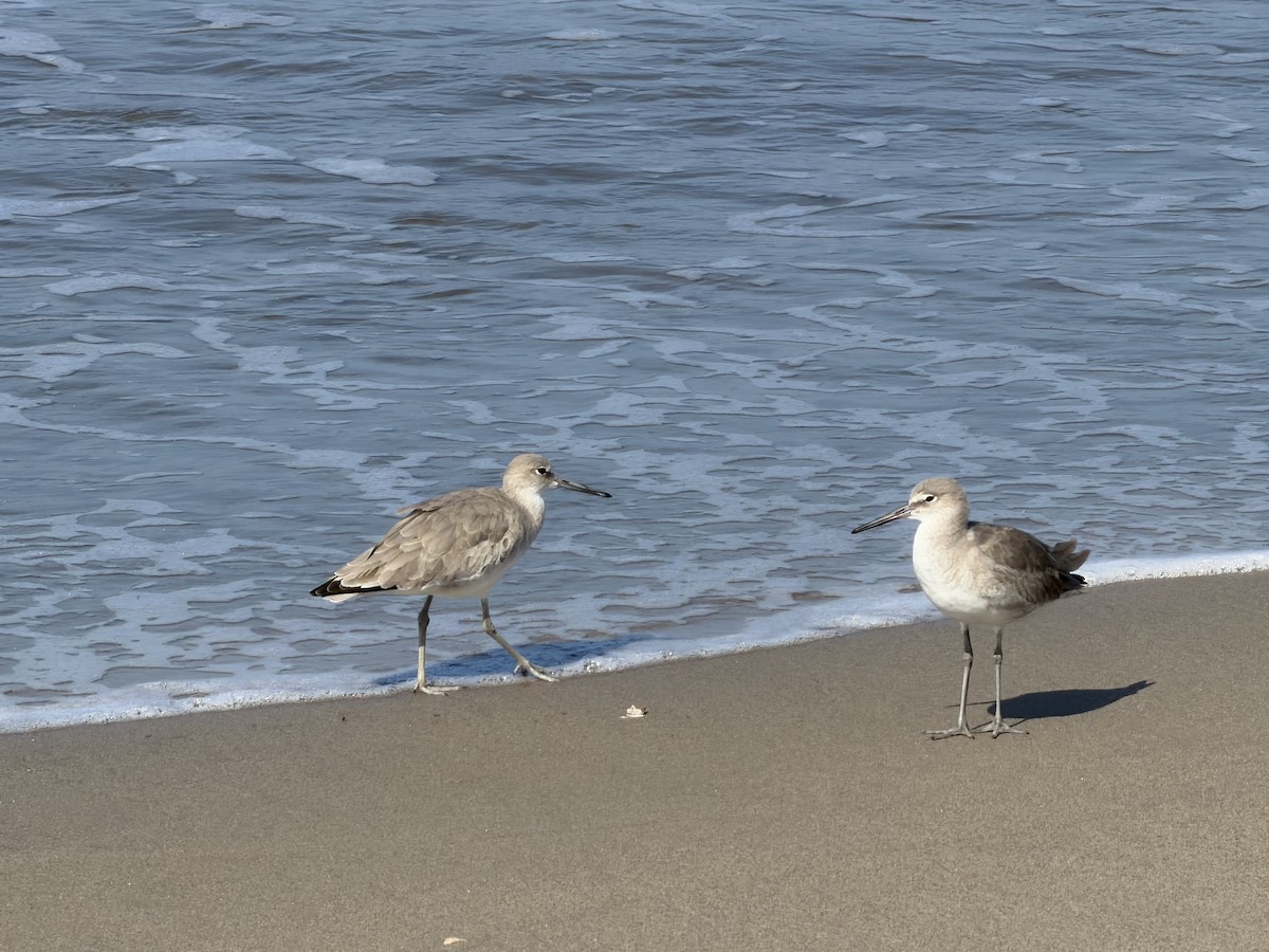 Willet - ML646245085