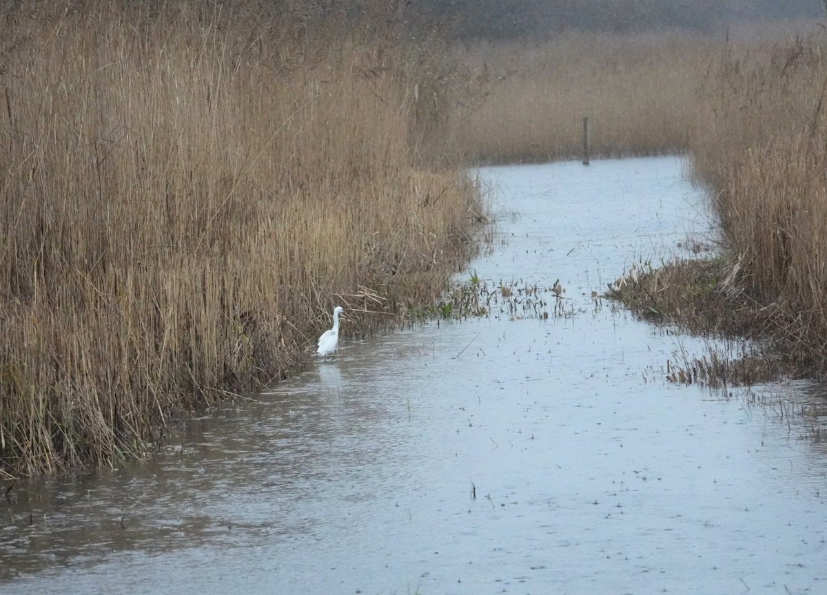 Little Egret - ML646245086