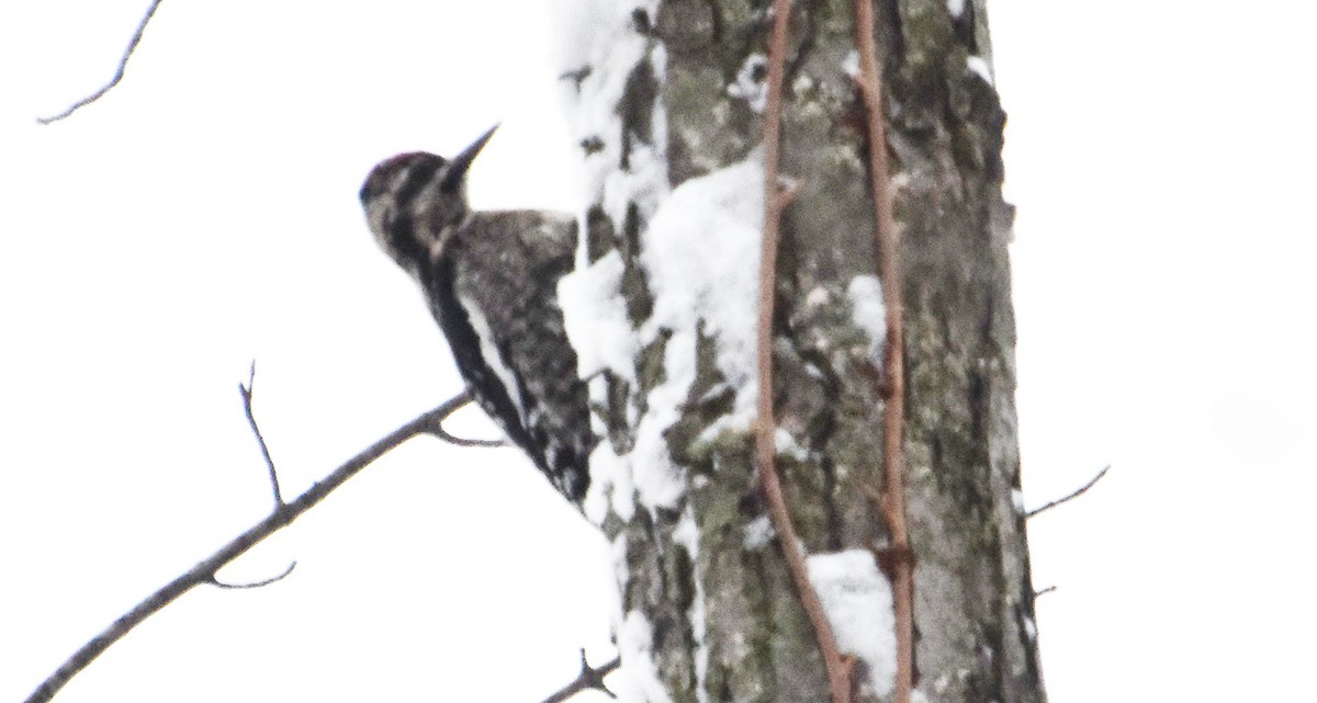 Chupasavia Norteño - ML646245089