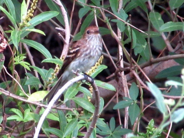 Mosquero Estriado - ML646245092