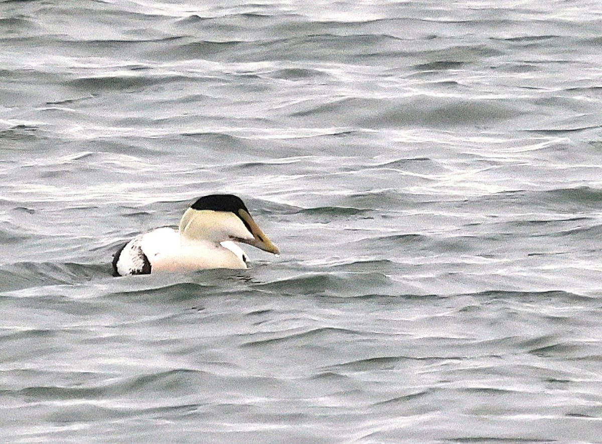 Éider Común (Americano) - ML646245094