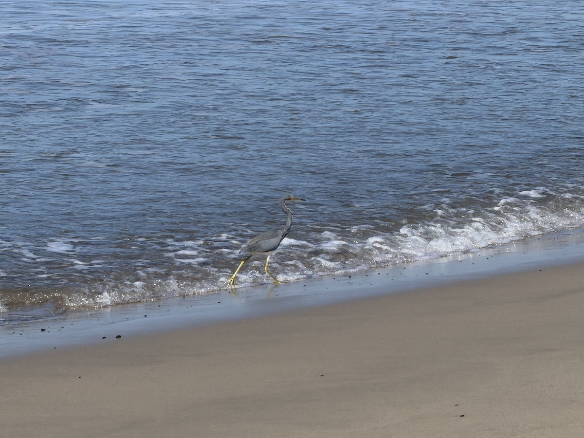 Garceta Tricolor - ML646245096