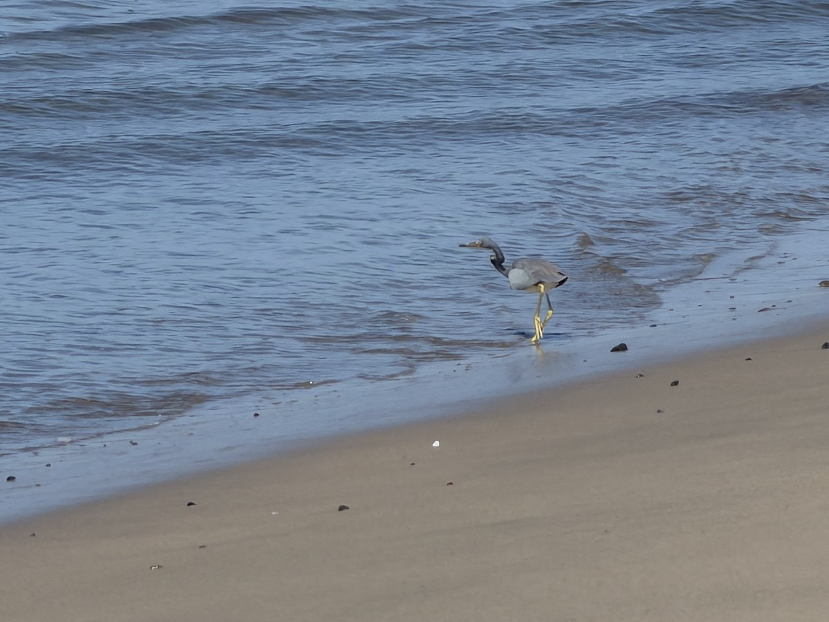 Garceta Tricolor - ML646245097