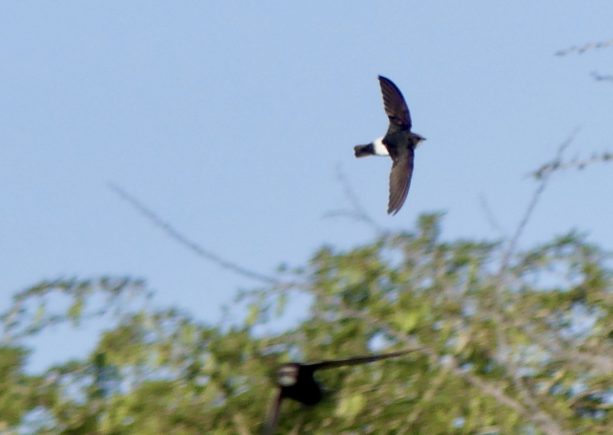 Vencejo Moro (grupo affinis) - ML646245099