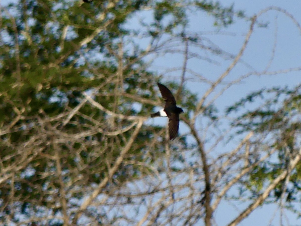 Vencejo Moro (grupo affinis) - ML646245100