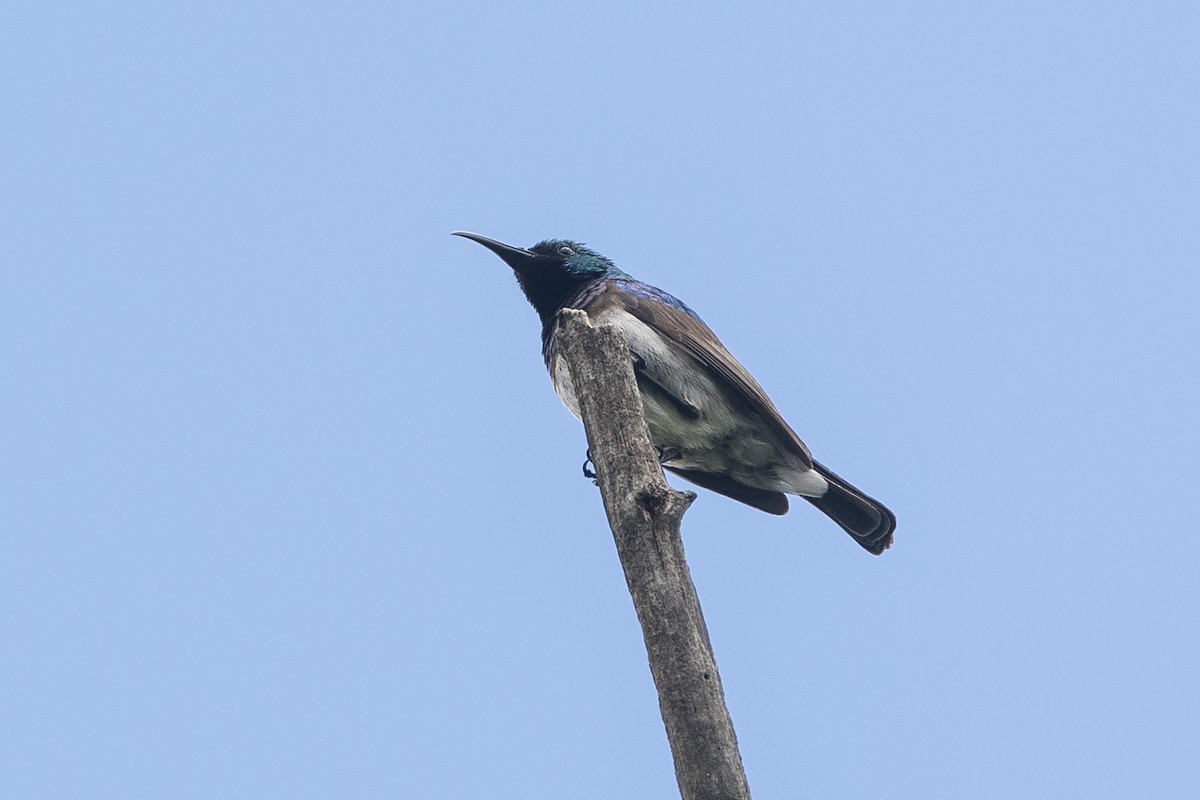 Suimanga Pechiblanco - ML646245101