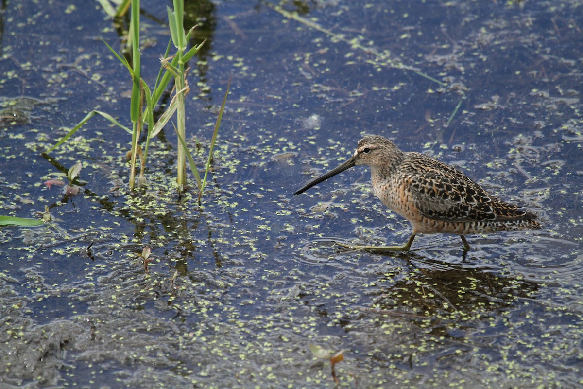 Agujeta Gris - ML646245103