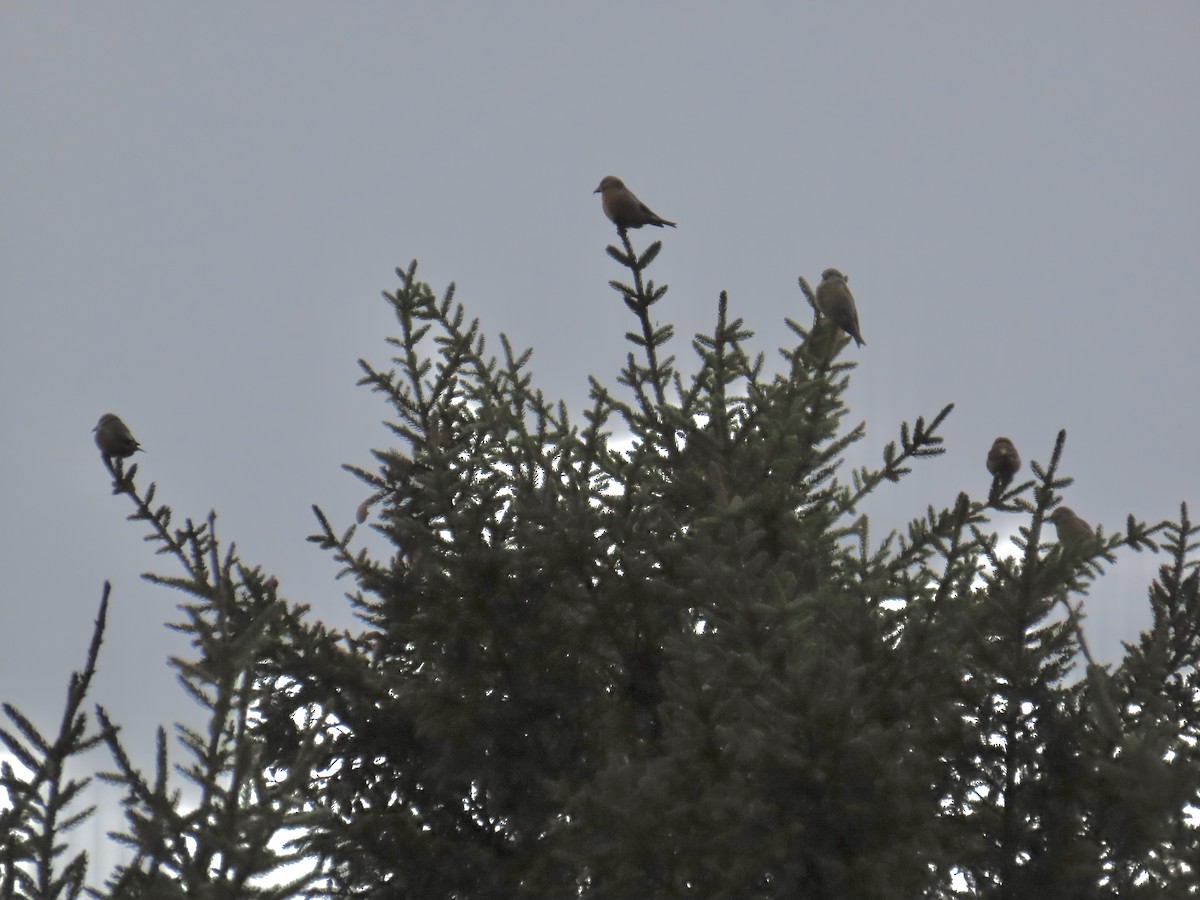 Piquituerto Común - ML646245105