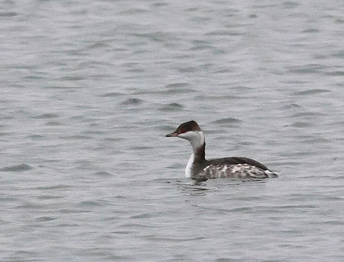 Zampullín Cuellirrojo - ML646245107