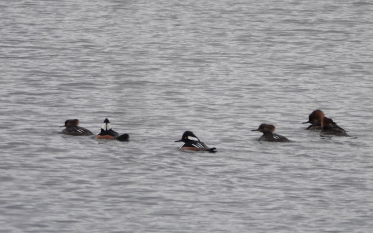 Serreta Capuchona - ML646245108