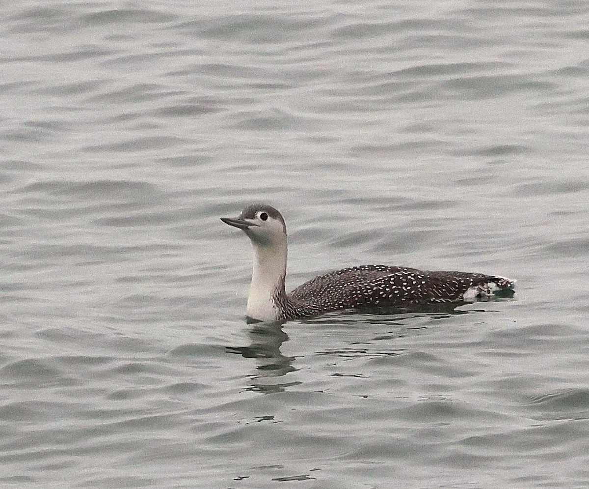 Colimbo Chico - ML646245109