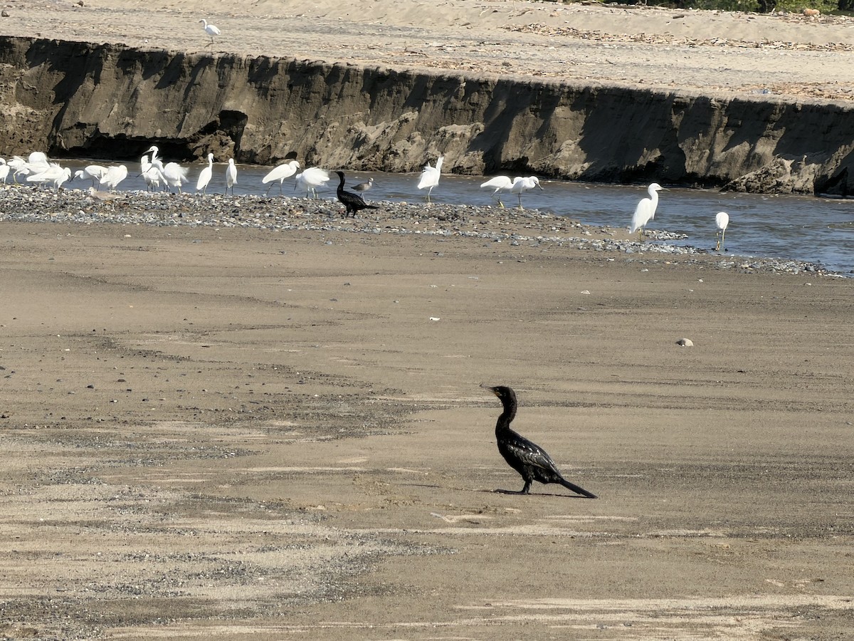 Cormorán Biguá - ML646245111