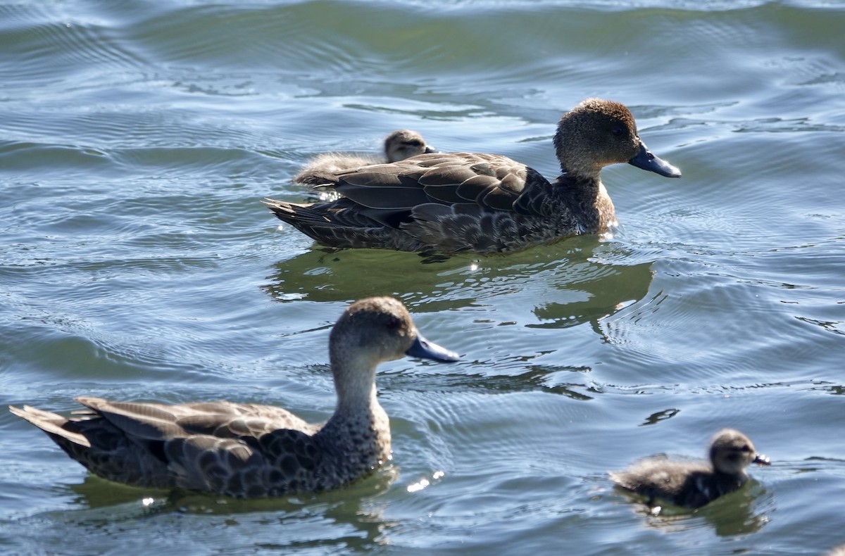 Cerceta Gris - ML646245112