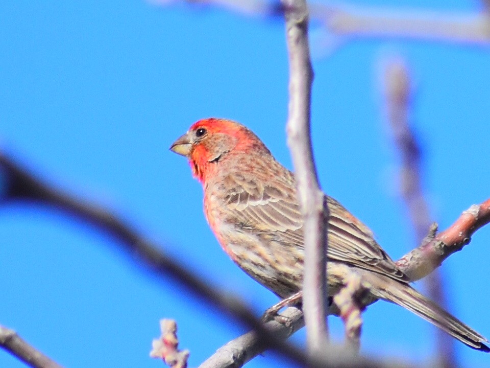 Camachuelo Mexicano (grupo mexicanus) - ML646245113