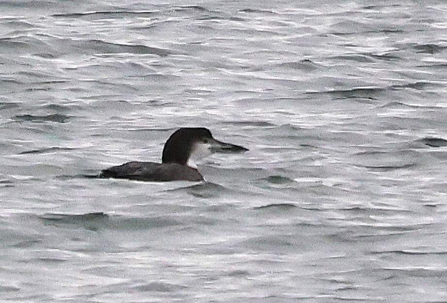 Colimbo Grande - ML646245119