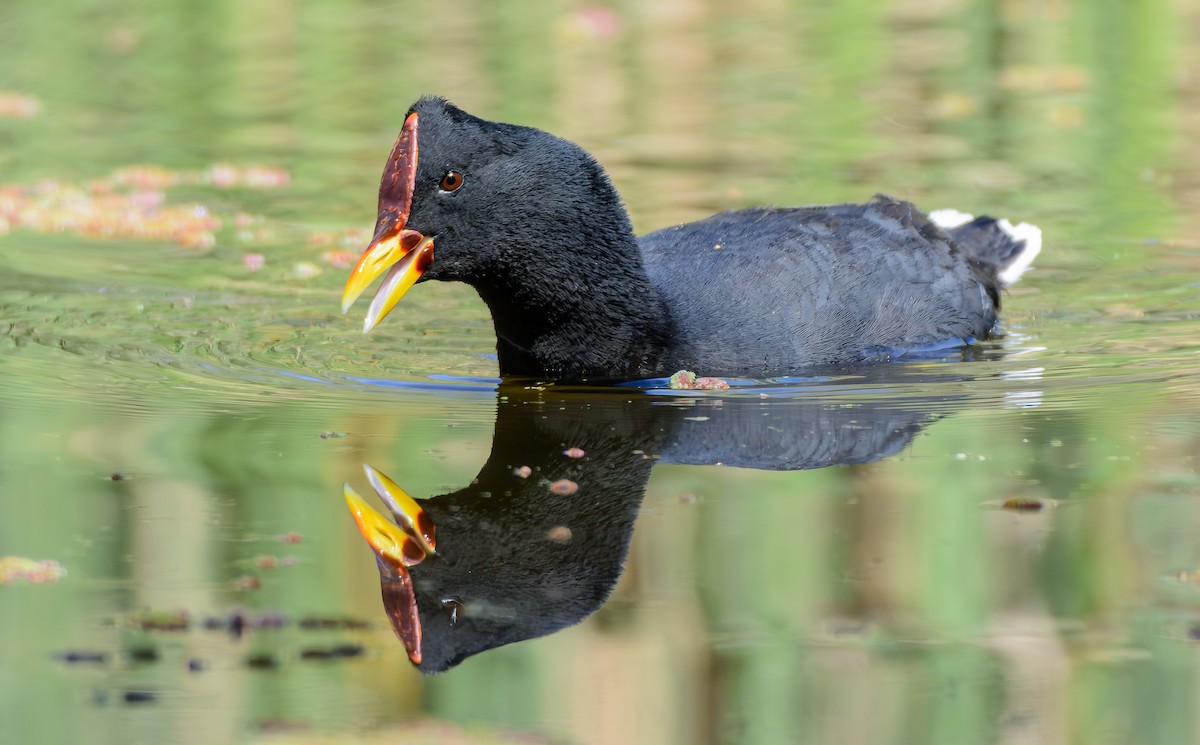 lyska červenočelá - ML646245121