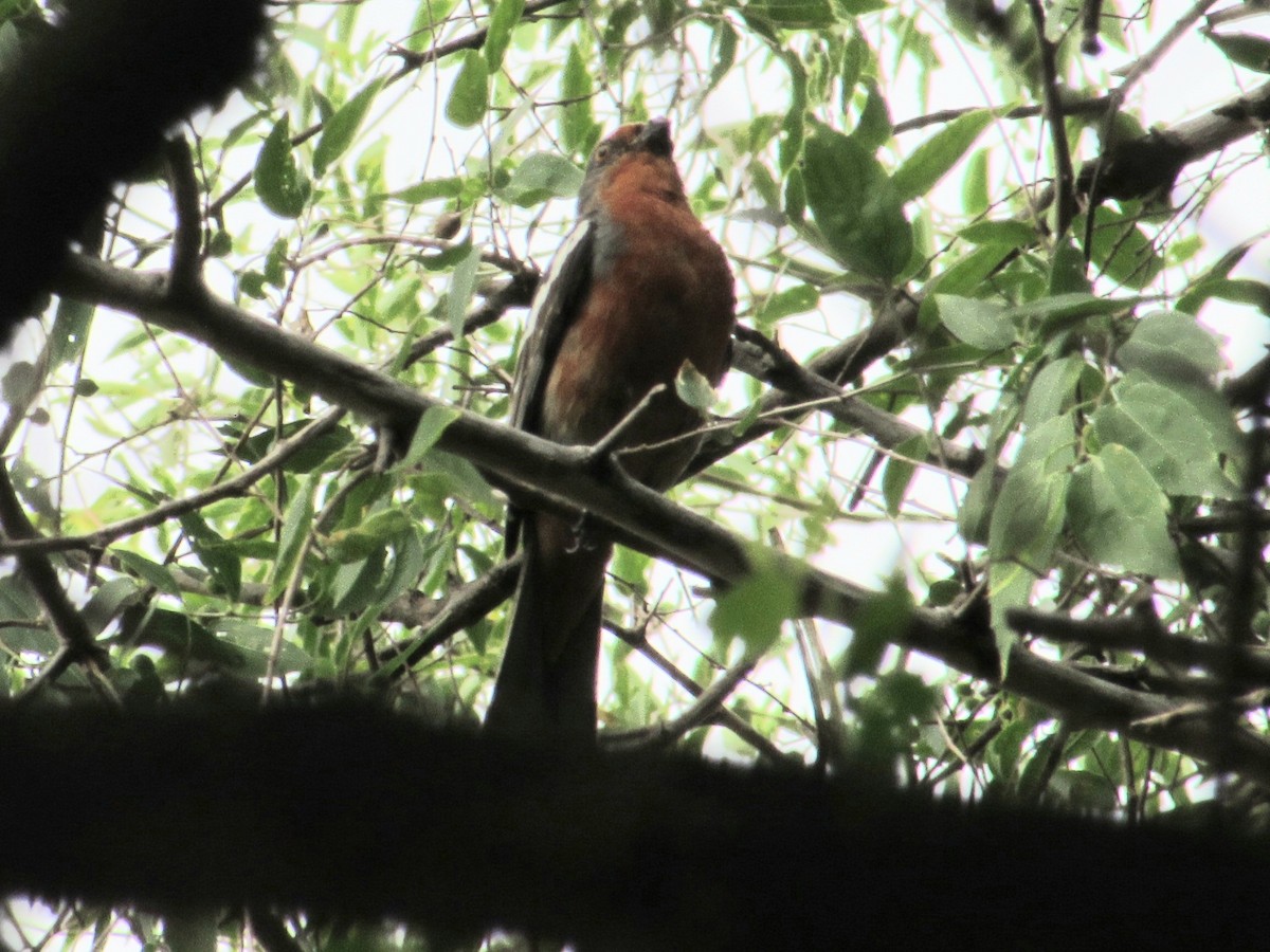 White-tipped Plantcutter - ML646245132