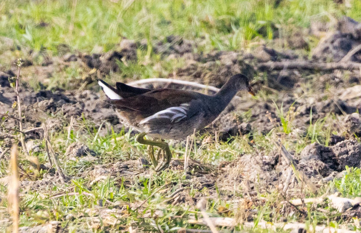 Common Gallinule - ML646245136