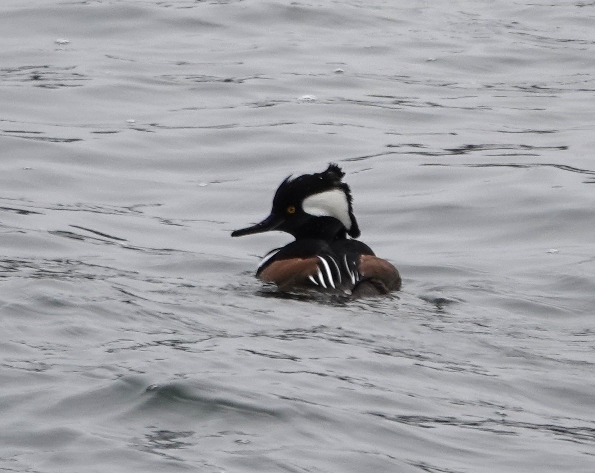 Hooded Merganser - ML646245137