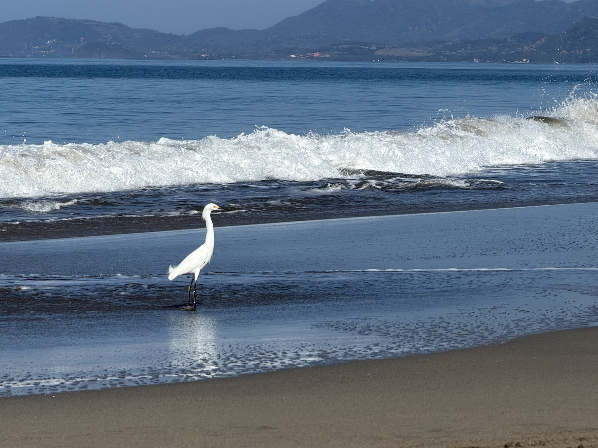 Snowy Egret - ML646245138