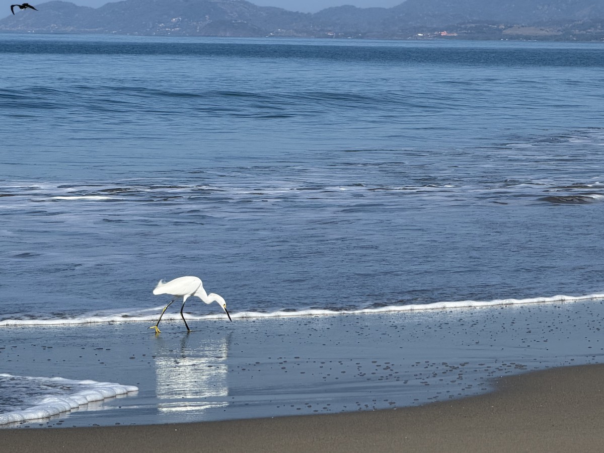 Snowy Egret - ML646245139