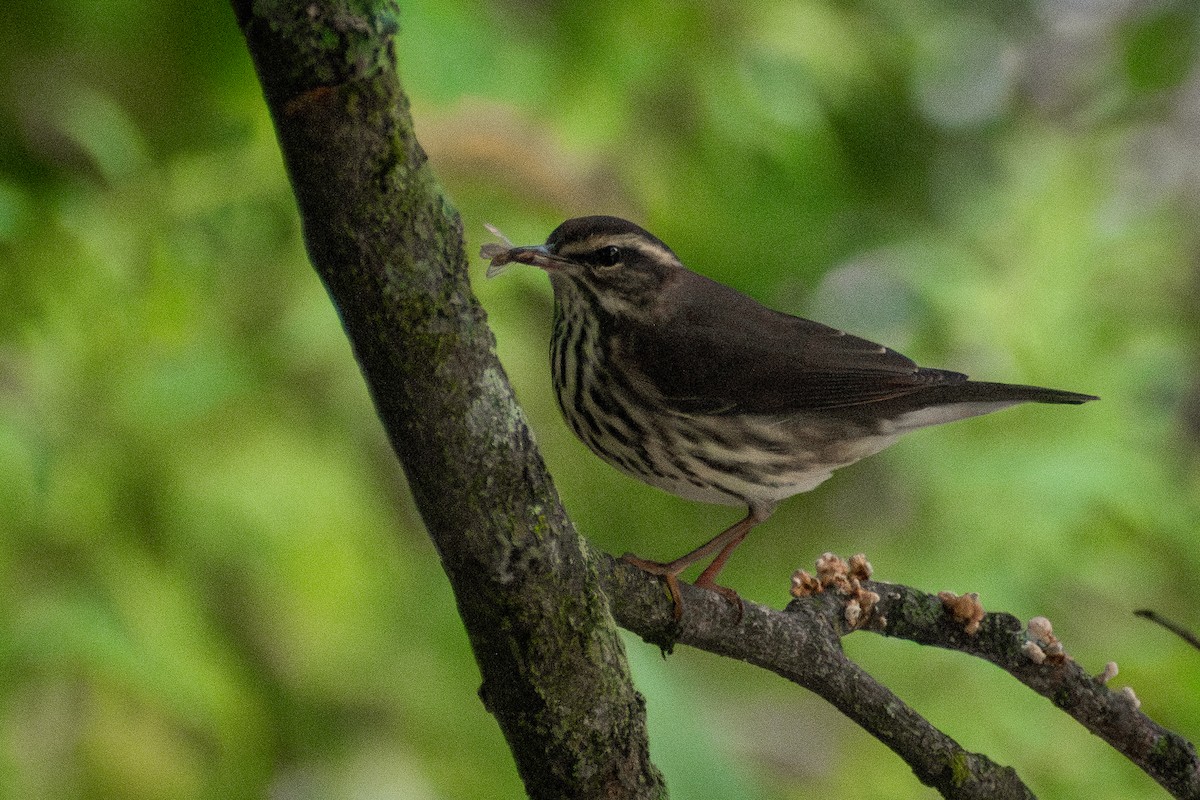 Northern Waterthrush - ML646245140