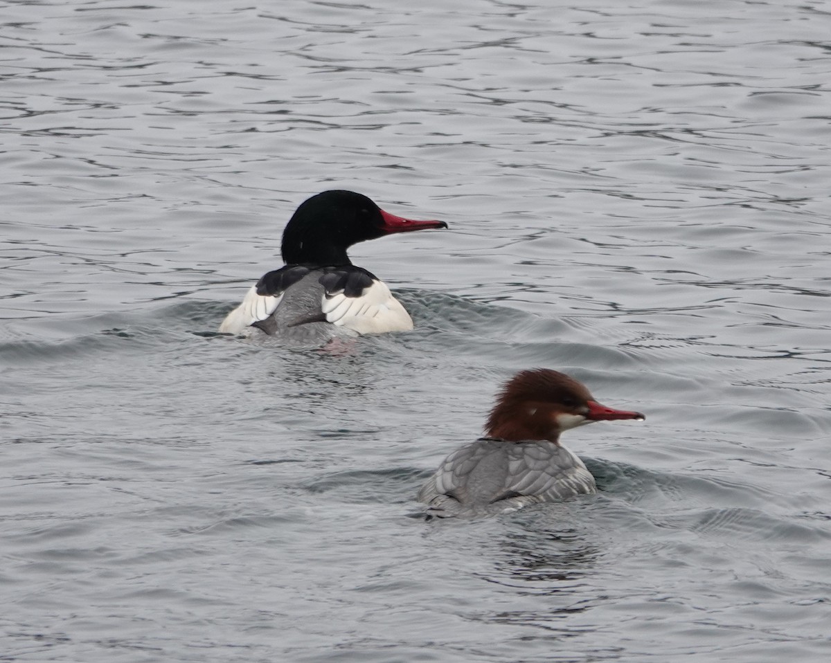 Common Merganser - ML646245142