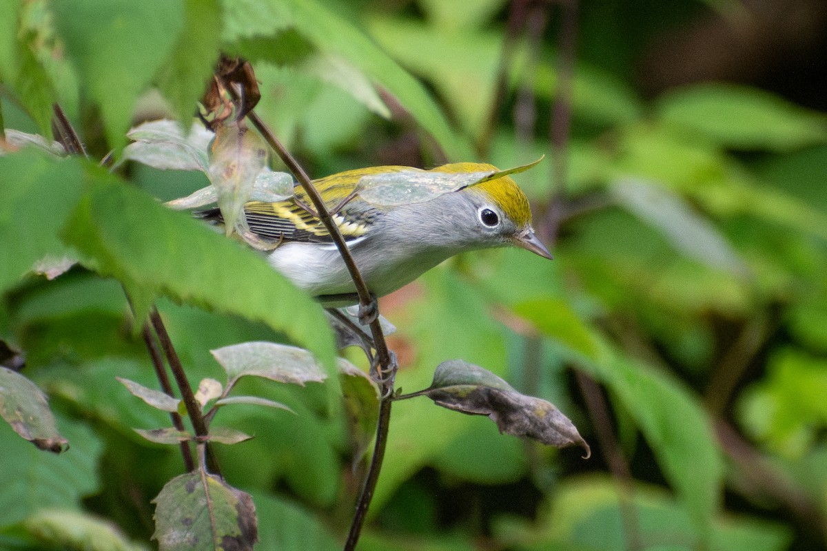 ワキチャアメリカムシクイ - ML646245143