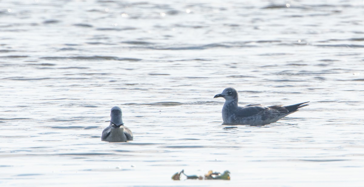 Laughing Gull - ML646245144