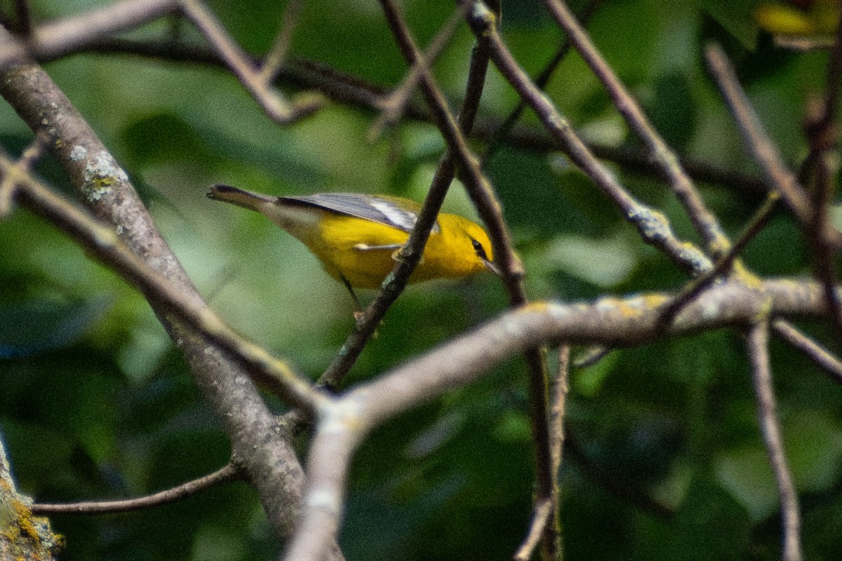Blue-winged Warbler - ML646245145