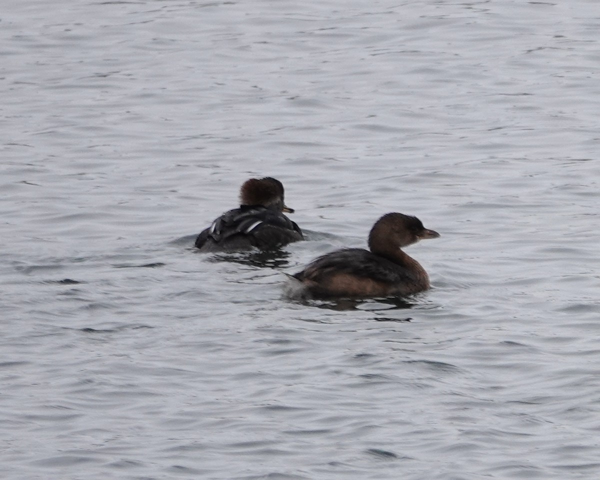 Pied-billed Grebe - ML646245146