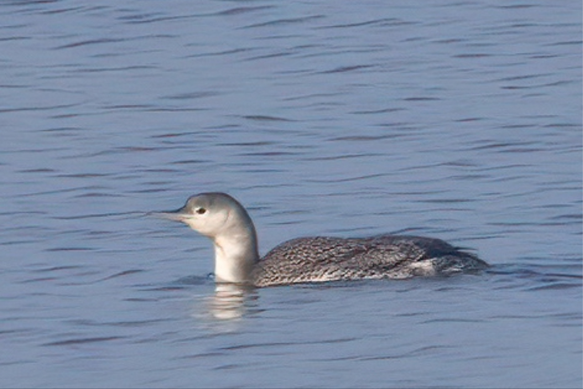 Red-throated Loon - ML646245151