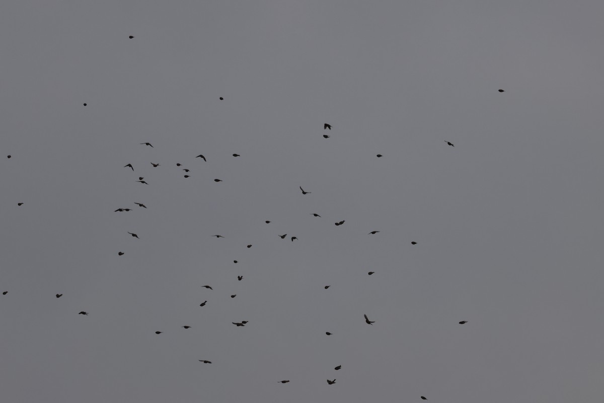 House Finch - ML646245152