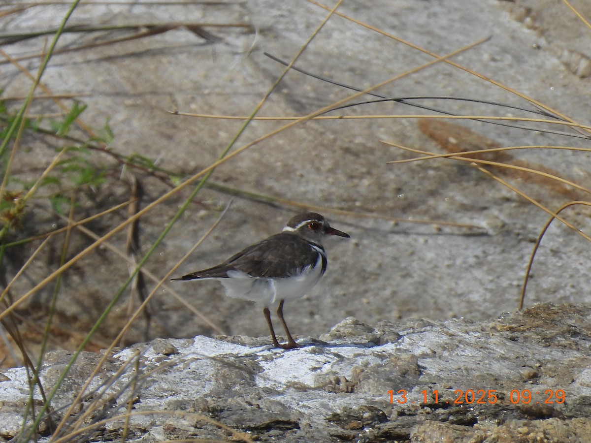 Chorlitejo Tricollar - ML646245156