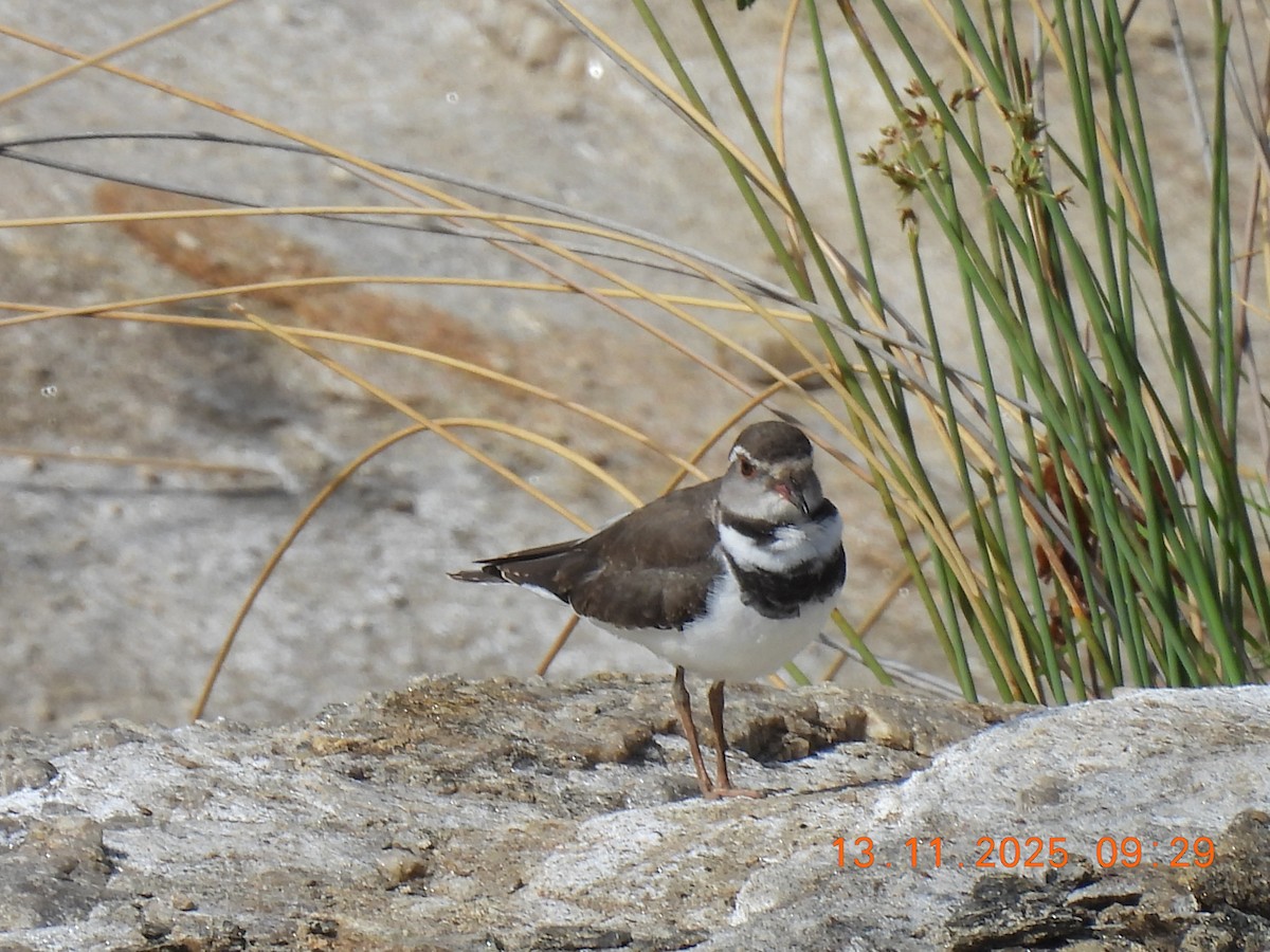 Chorlitejo Tricollar - ML646245161