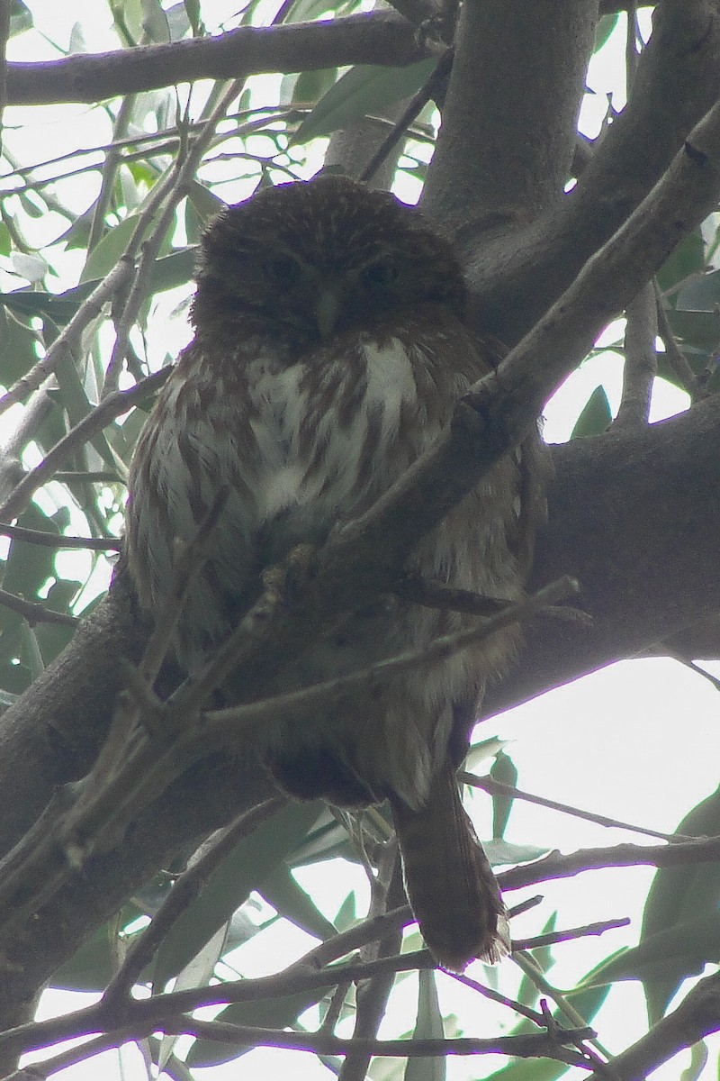 Ferruginous Pygmy-Owl - ML646245164