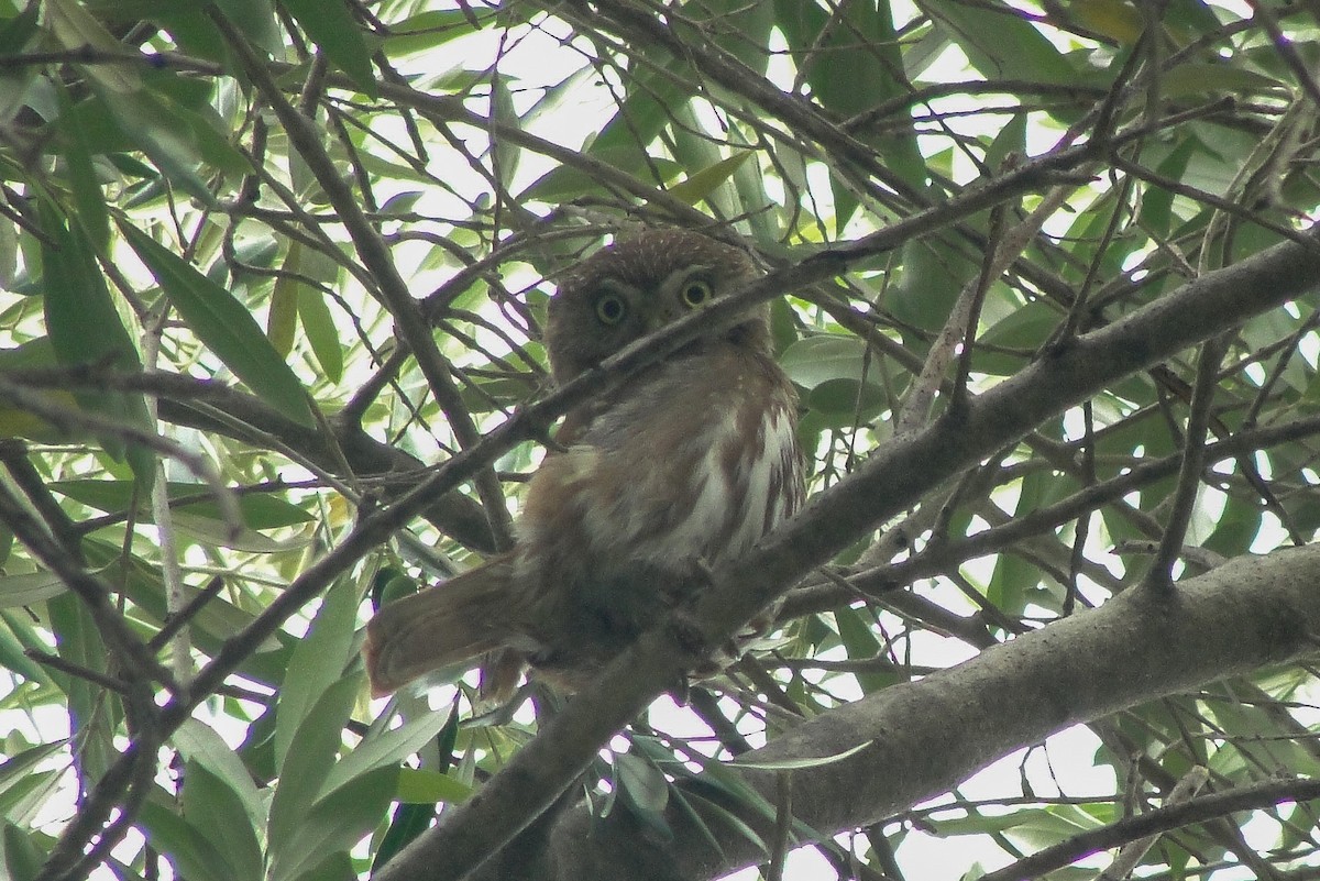 Ferruginous Pygmy-Owl - ML646245165
